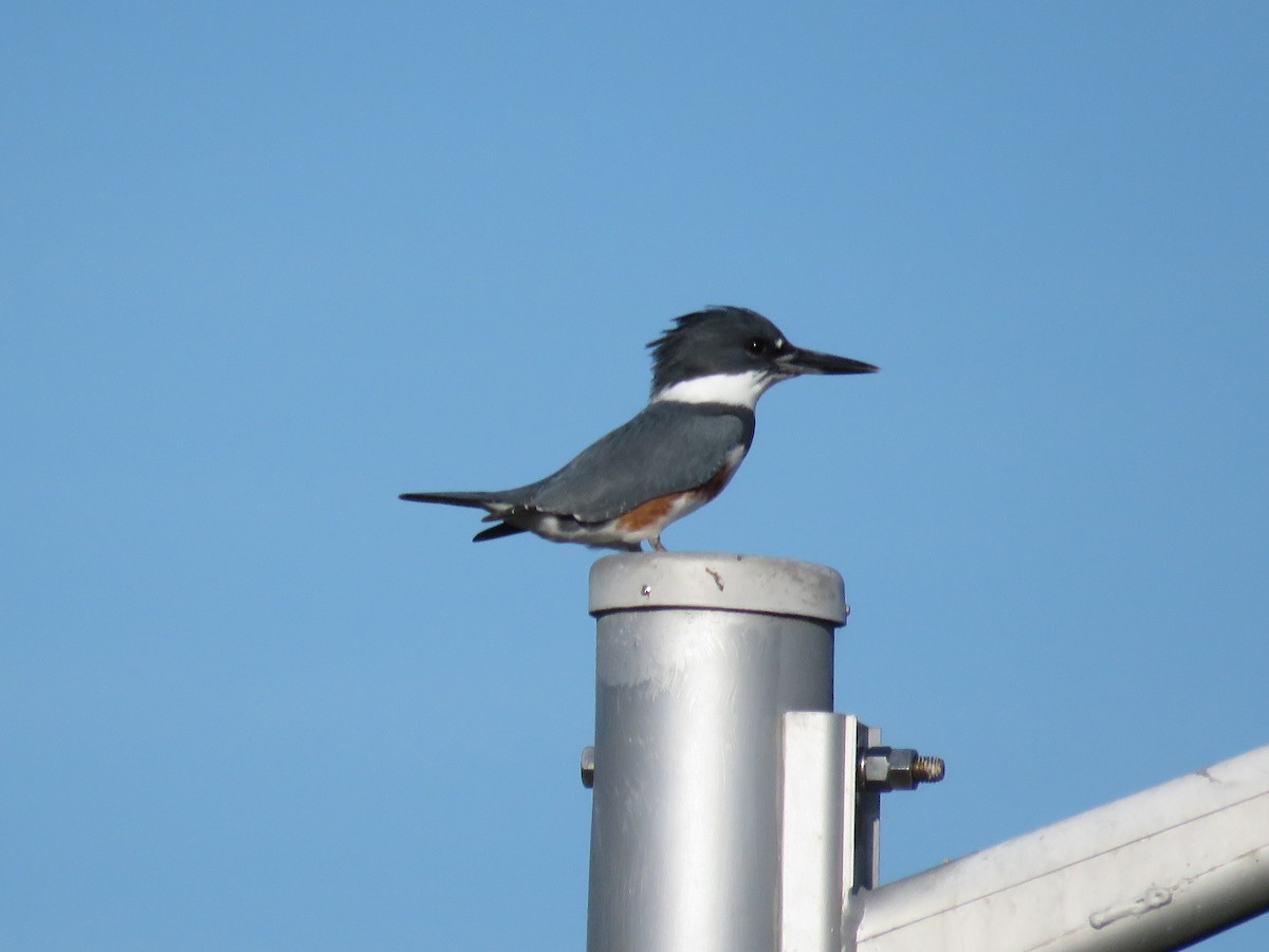 Kuşaklı Yalıçapkını - ML646841582