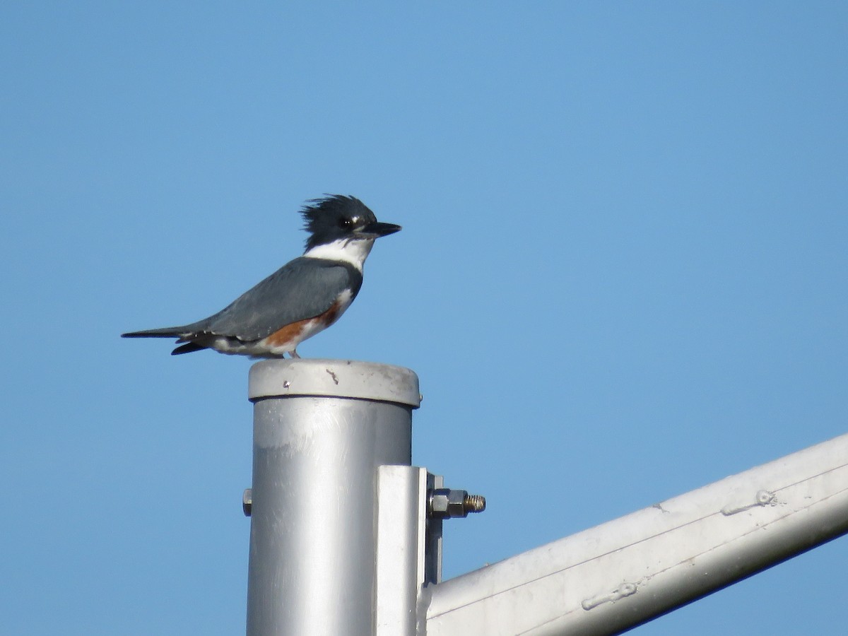 Kuşaklı Yalıçapkını - ML646841583