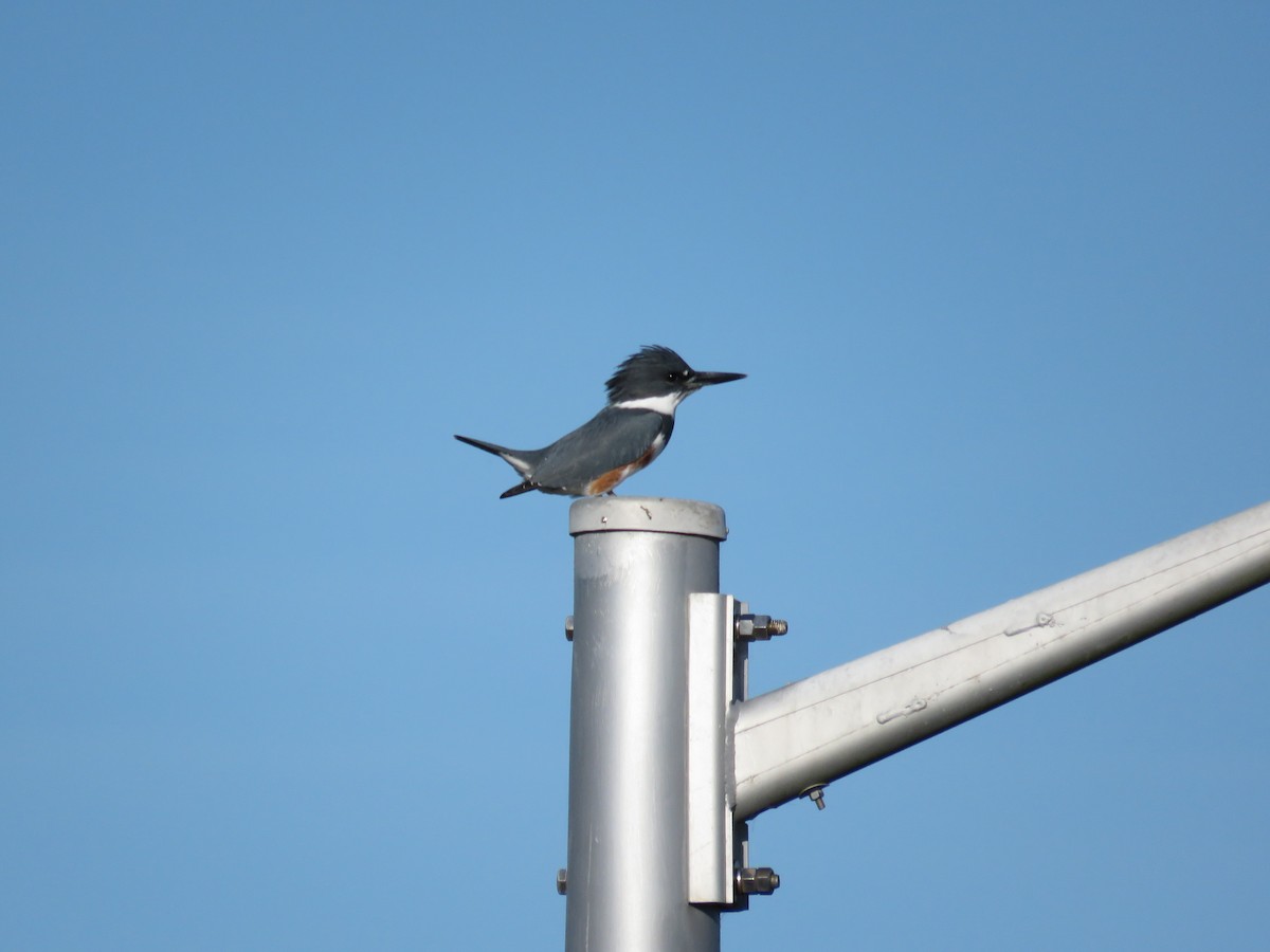 Kuşaklı Yalıçapkını - ML646841584