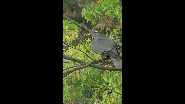 Band-tailed Pigeon - ML646841585