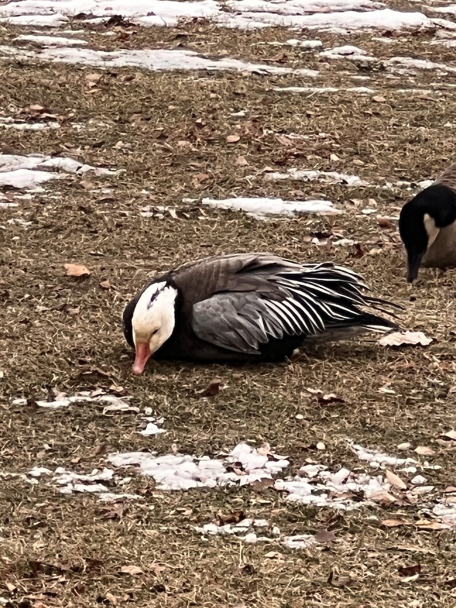 Oie des neiges - ML646841587