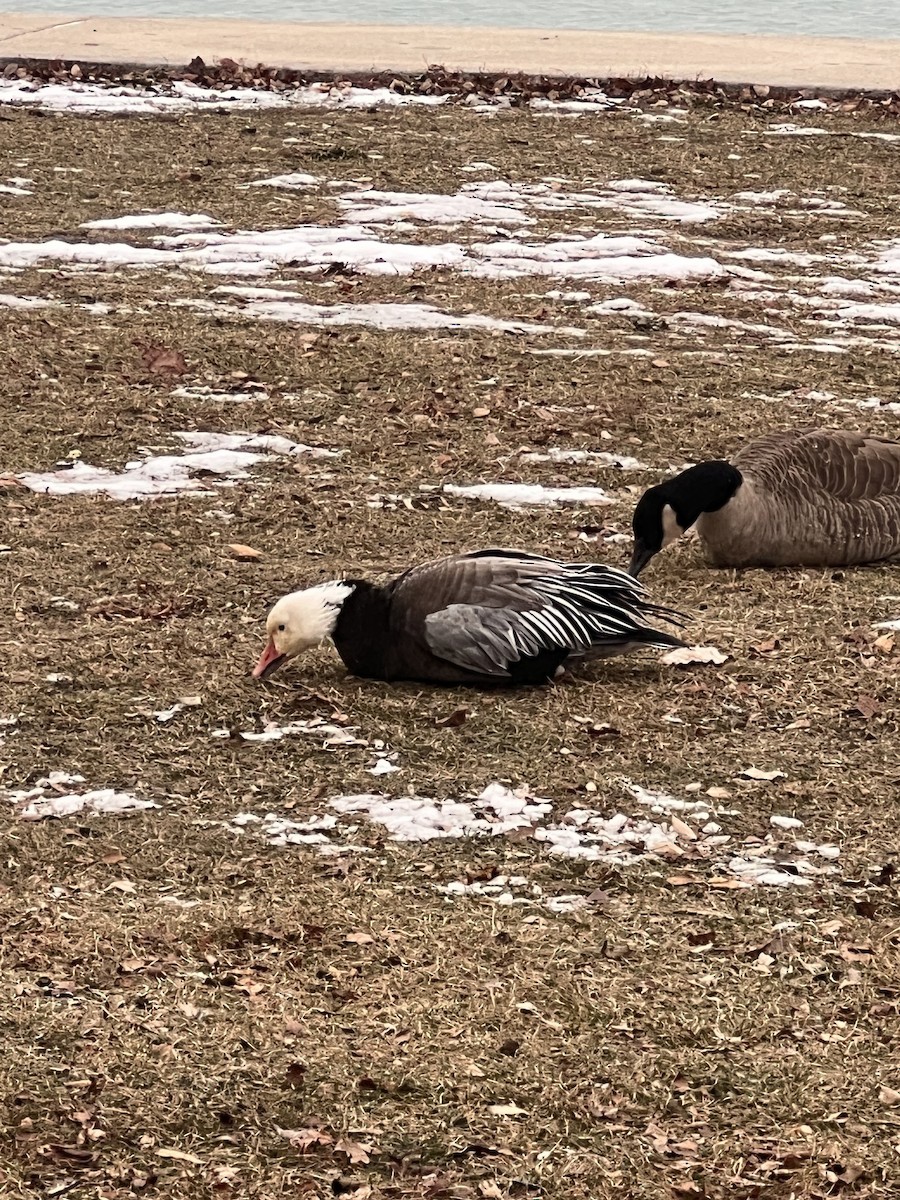 Oie des neiges - ML646841588