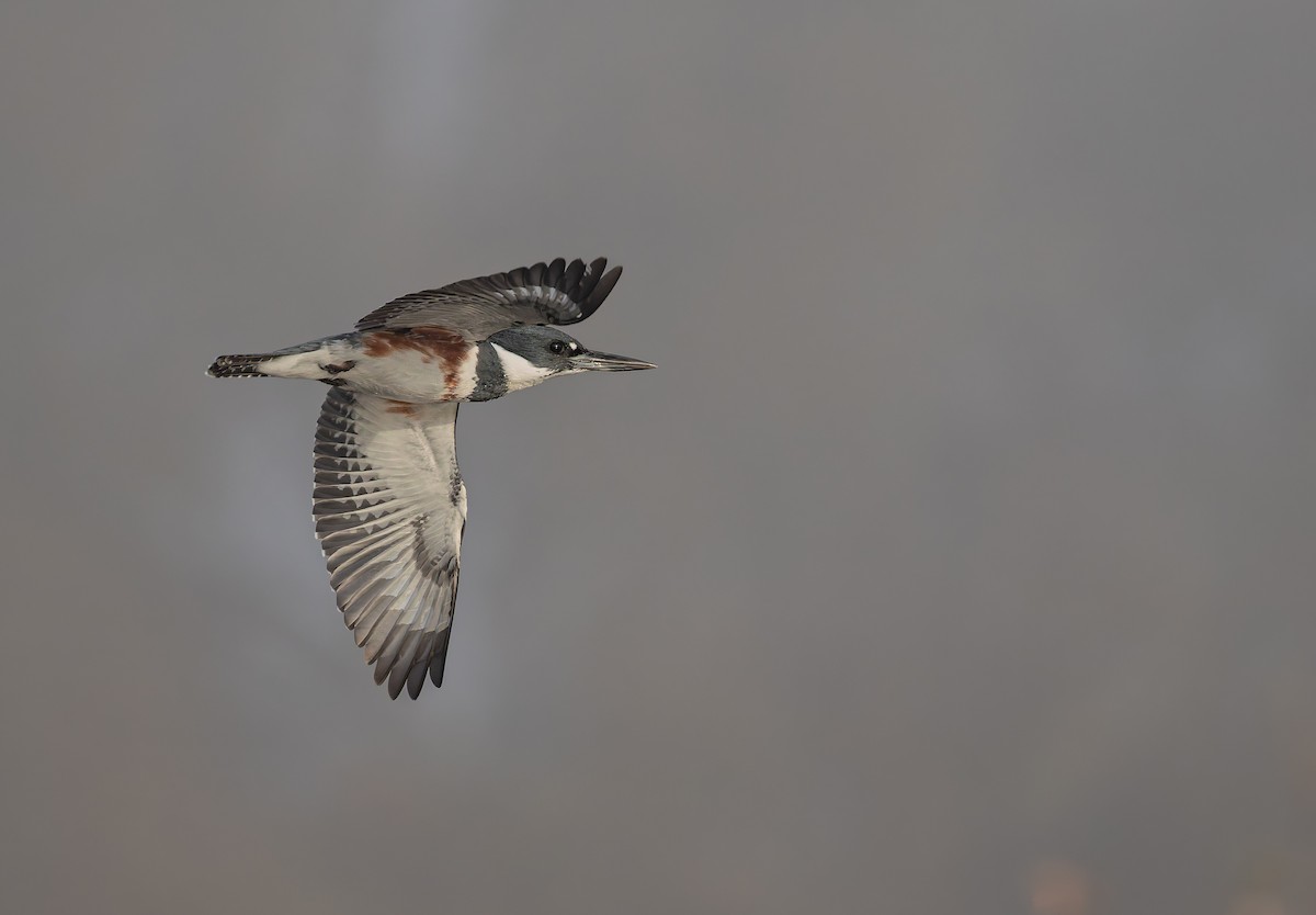 Belted Kingfisher - ML646841590