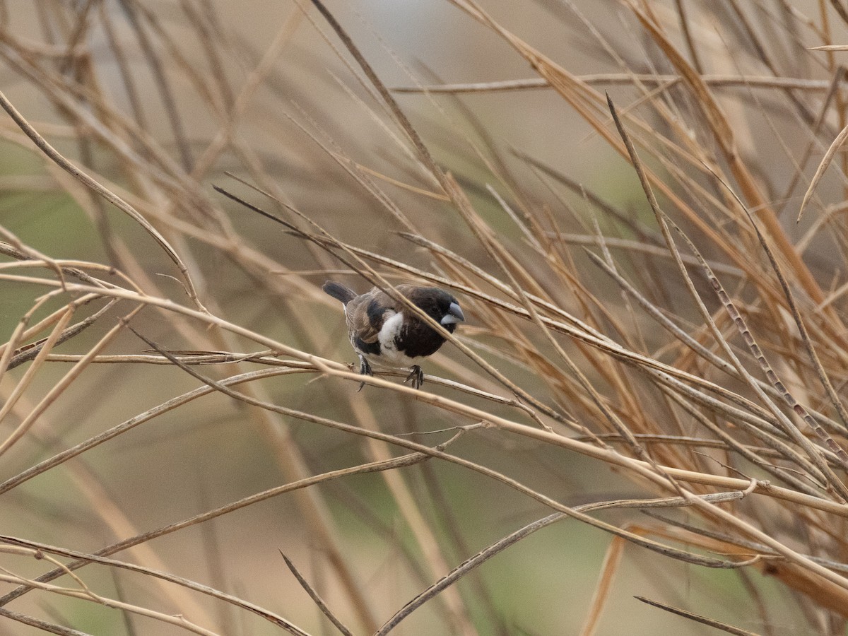 Bronze Mannikin - ML646841591