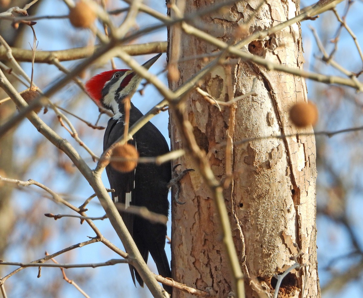 Pileated Woodpecker - ML646841592