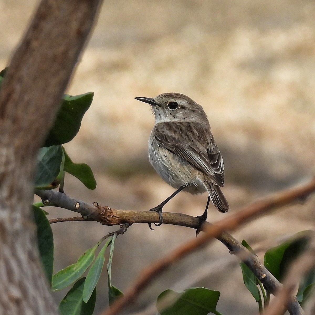 Fuerteventura Stonechat - ML646841593