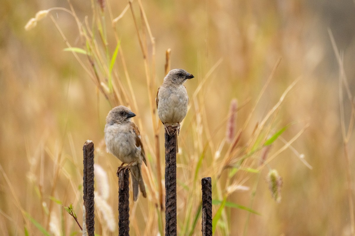 Northern Gray-headed Sparrow - ML646841595