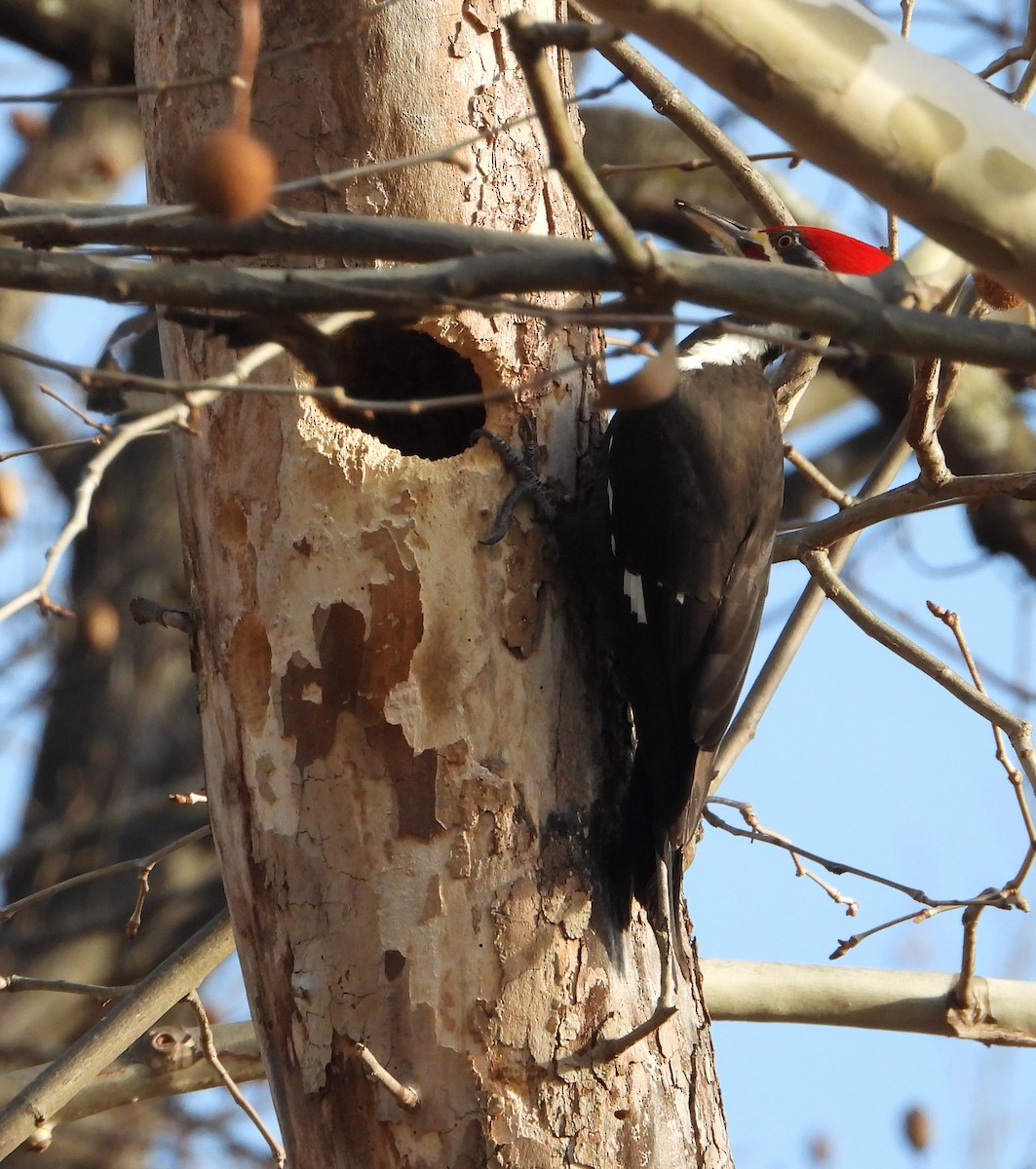 Pileated Woodpecker - ML646841596