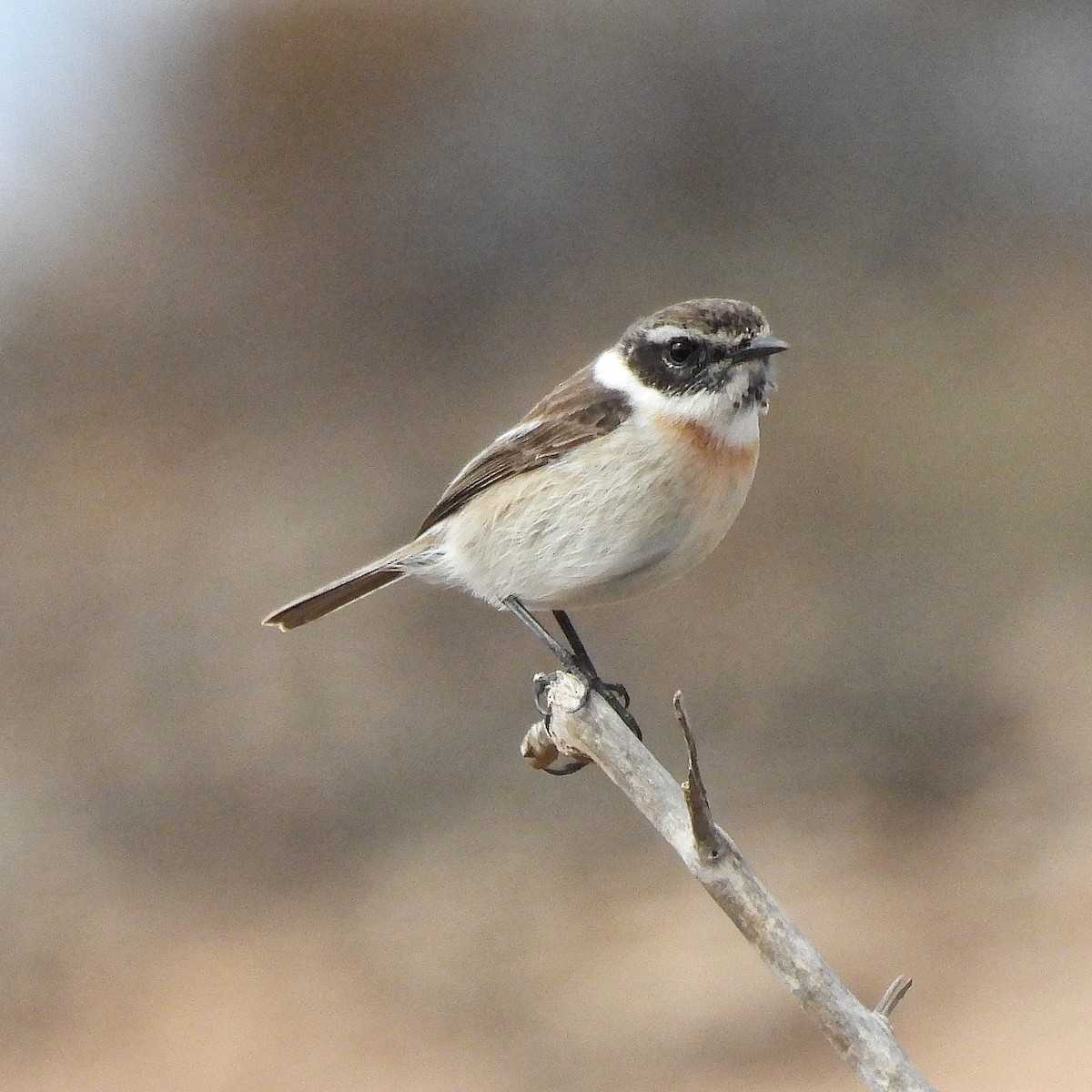 Fuerteventura Stonechat - ML646841597