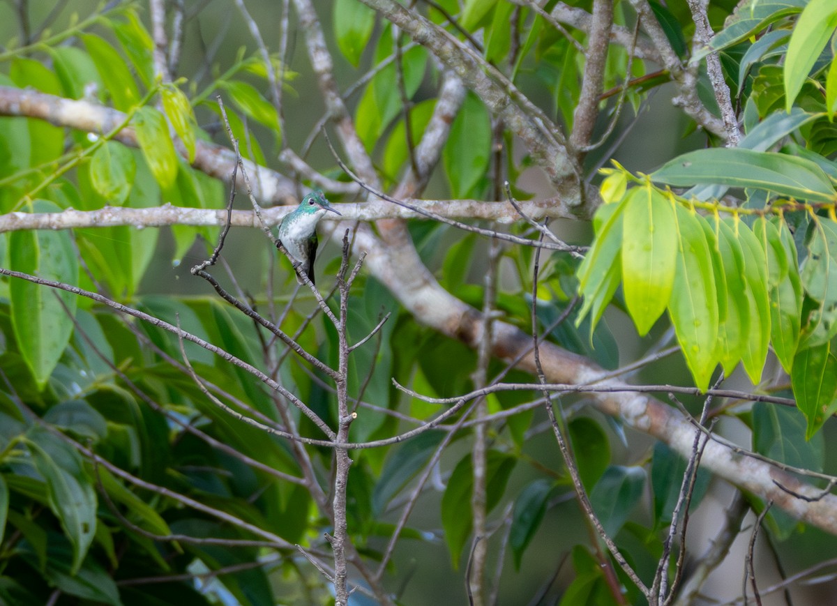 Fork-tailed Woodnymph - ML646841598