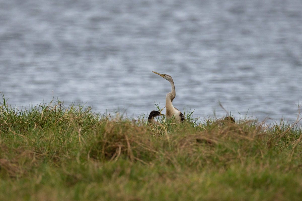 African Darter - ML646841600