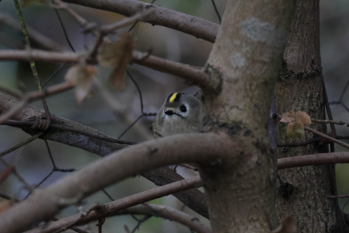 Goldcrest - ML646841601