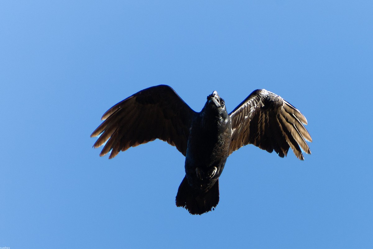 Common Raven - ML646841602