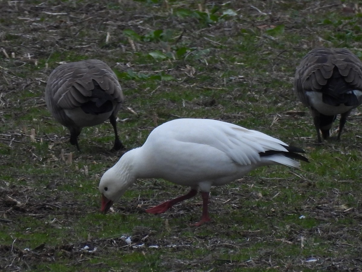 Ross's Goose - ML646841603