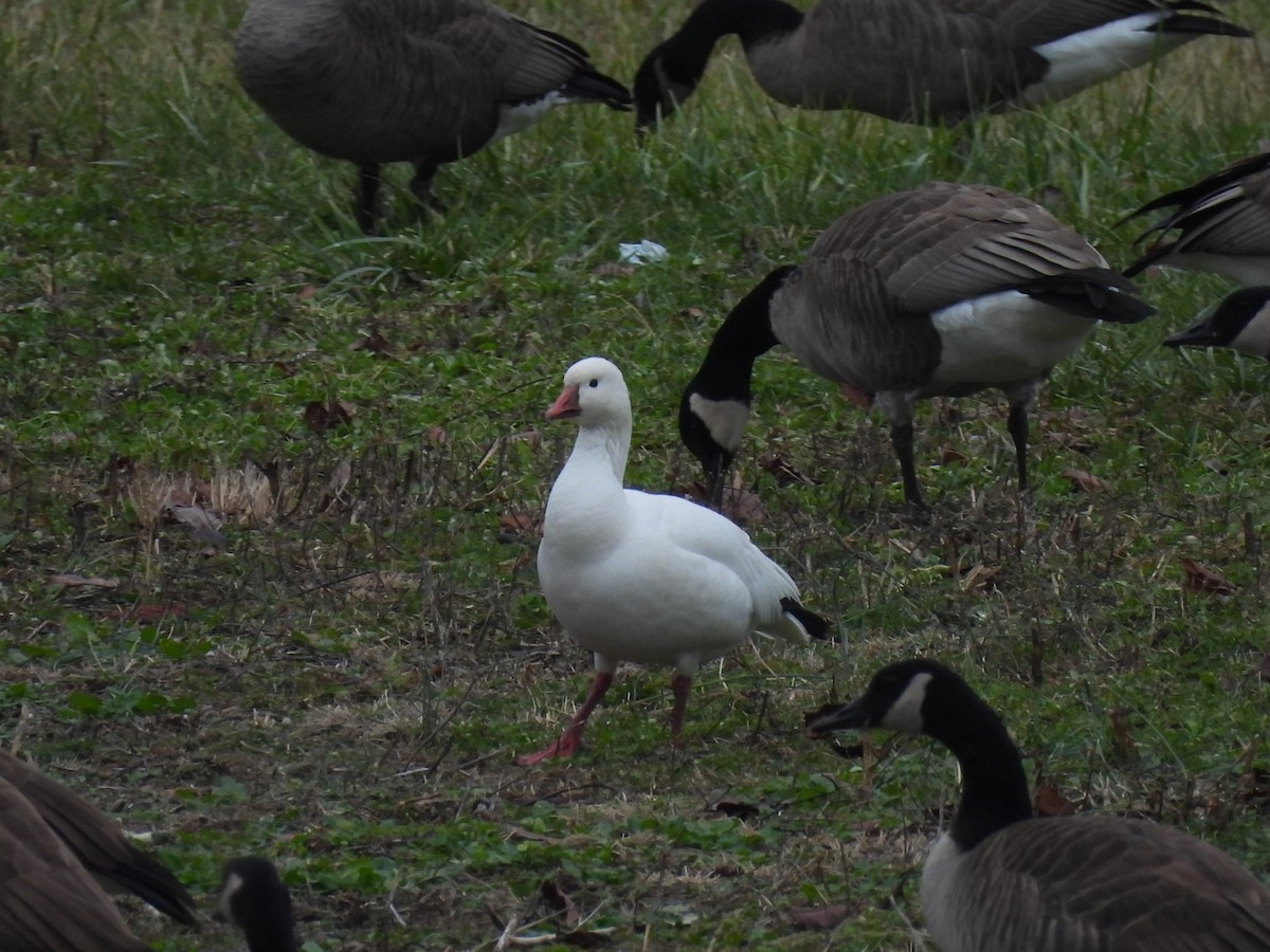 Ross's Goose - ML646841604
