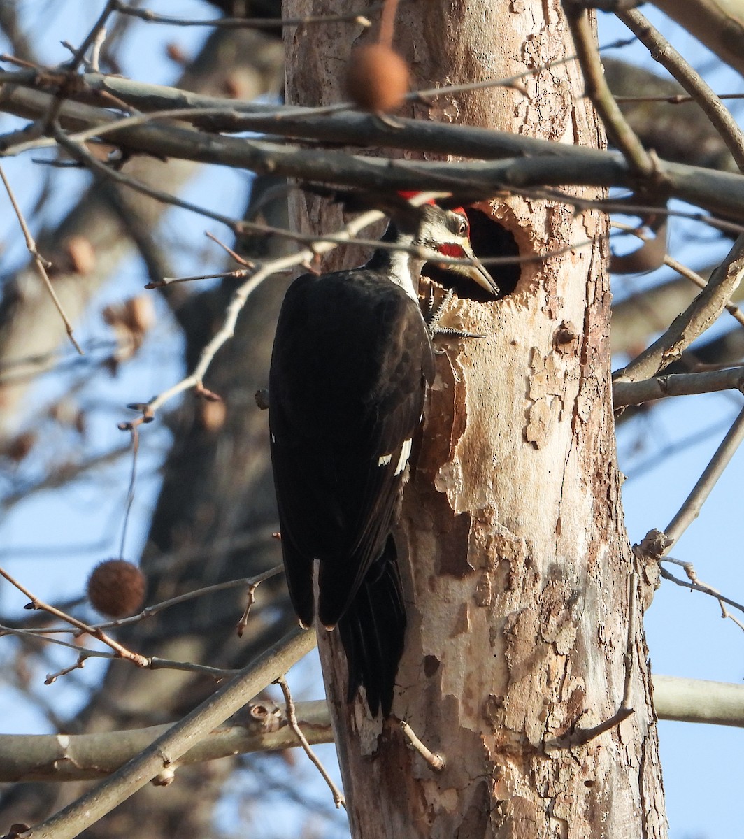 Pileated Woodpecker - ML646841605