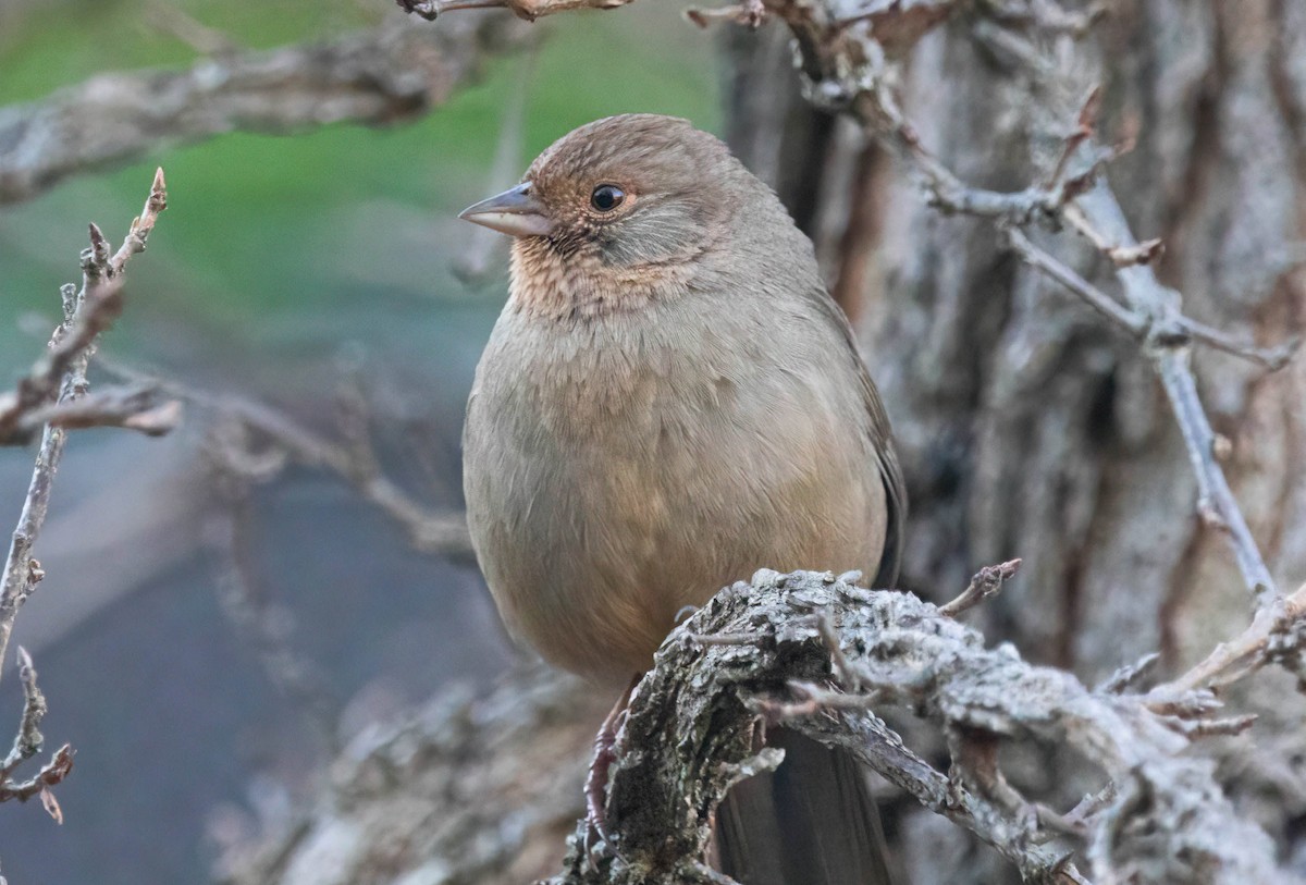 California Towhee - ML646841606