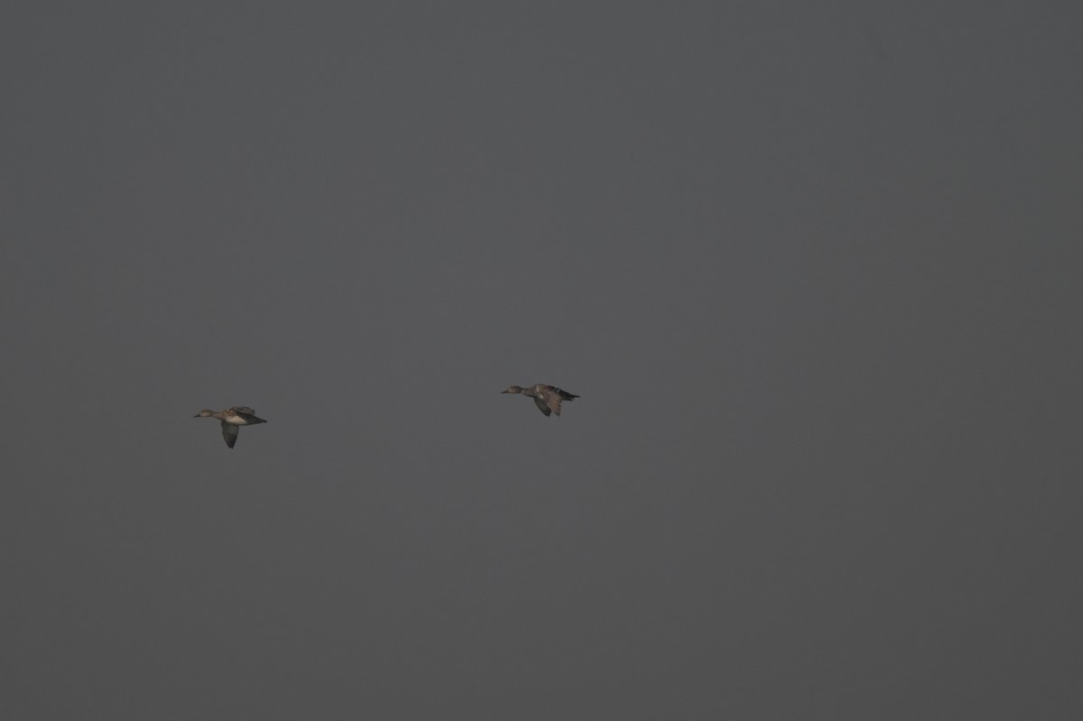 Gadwall - ML646841607