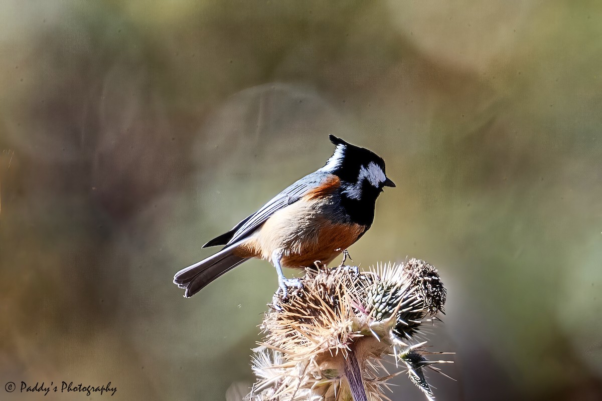 Rufous-vented Tit - ML646841608