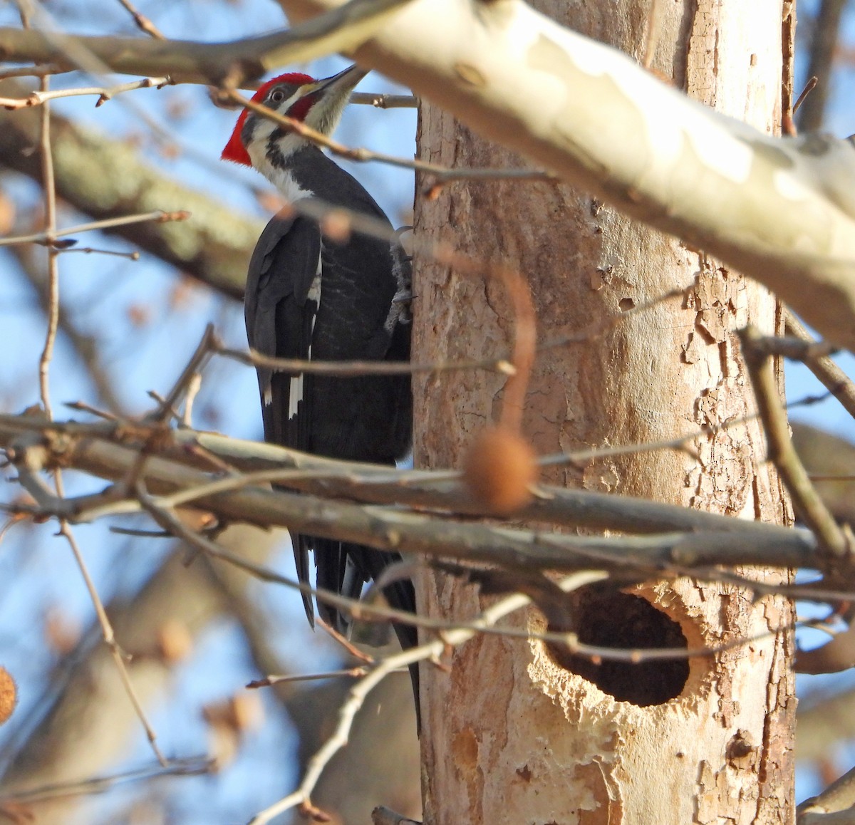 Pileated Woodpecker - ML646841609