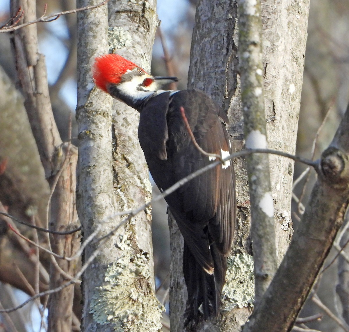 Pileated Woodpecker - ML646841610