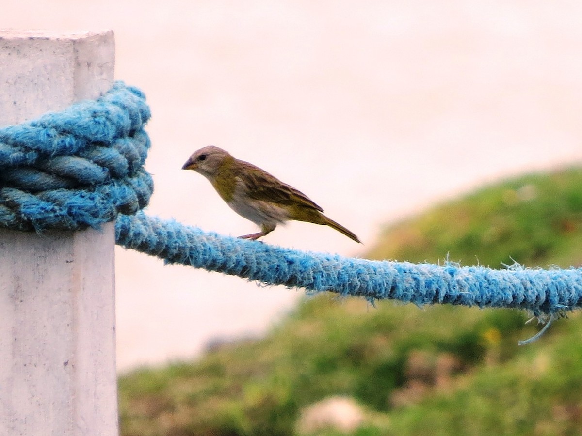 Saffron Finch - ML646841612