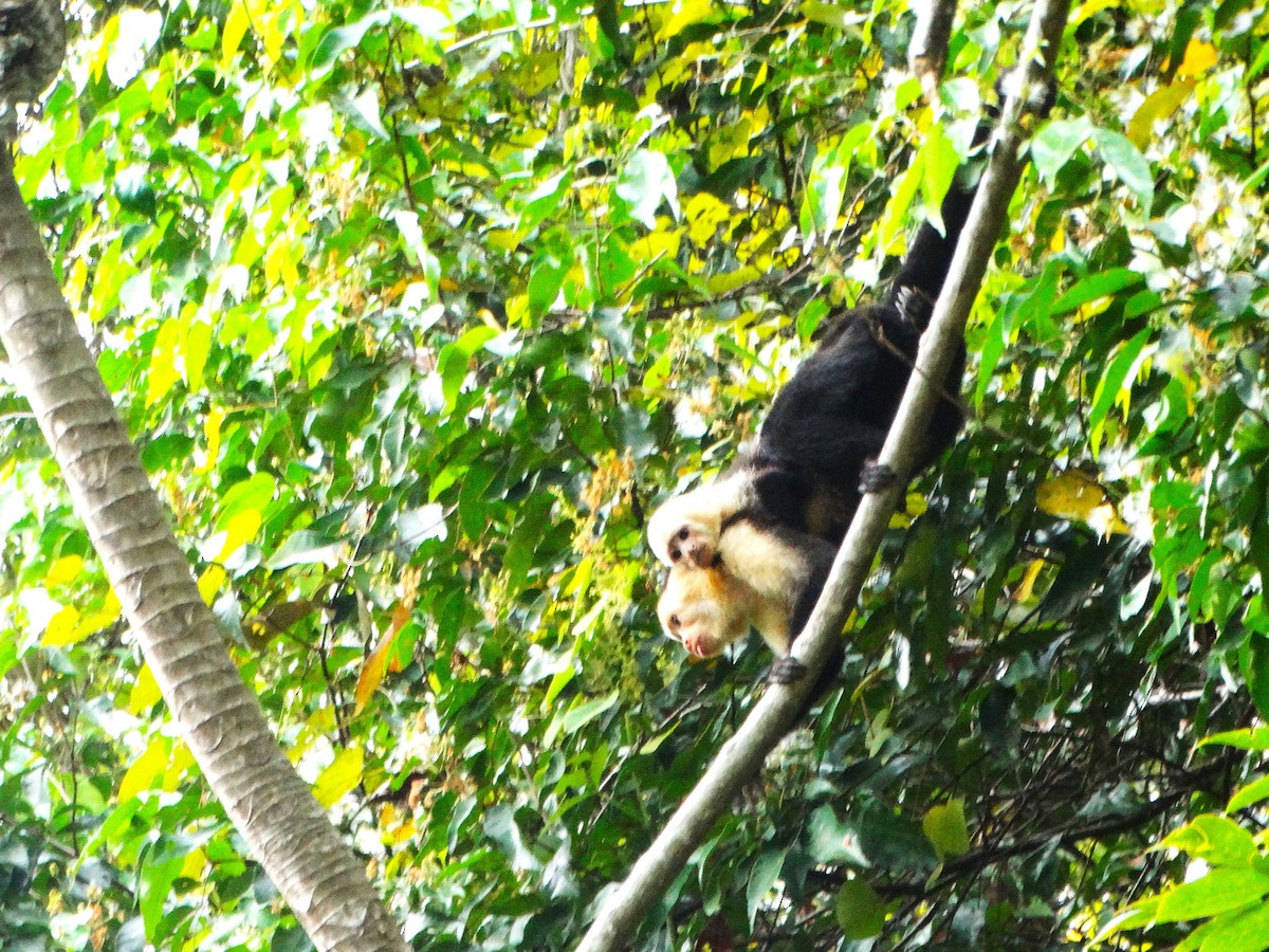 Mono carablanca - ML646841613