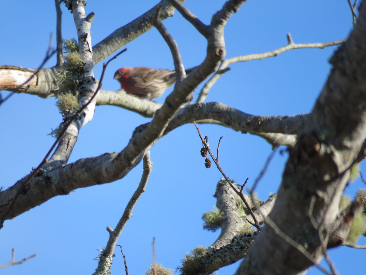 Ev Çütresi - ML646841614