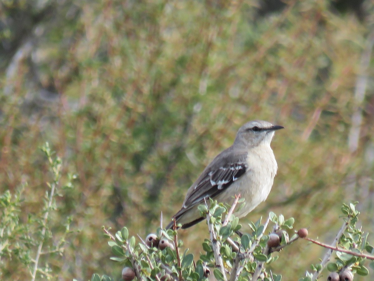 Patagonian Mockingbird - ML646841616