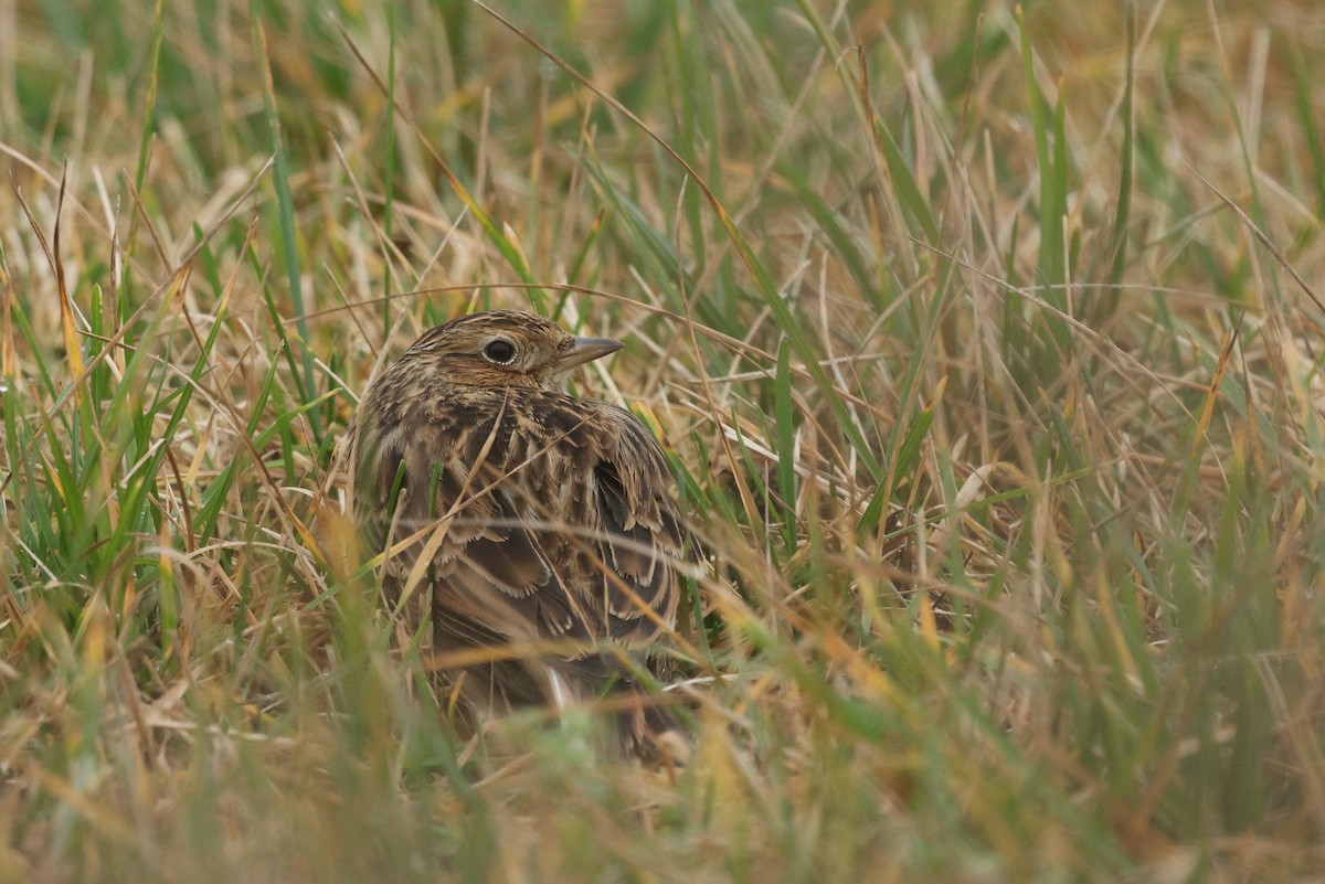 Eurasian Skylark - ML646841617