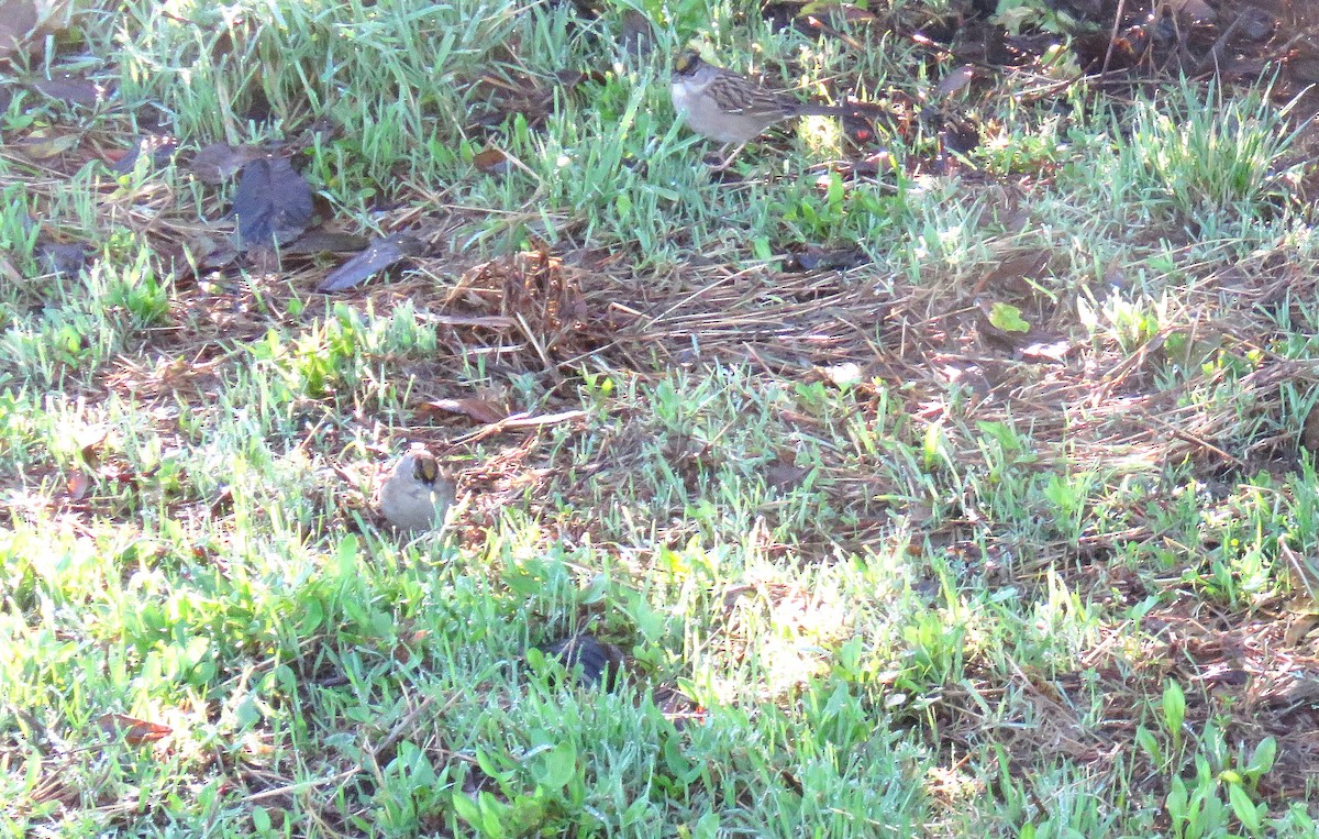 Chingolo Coronidorado - ML646841618