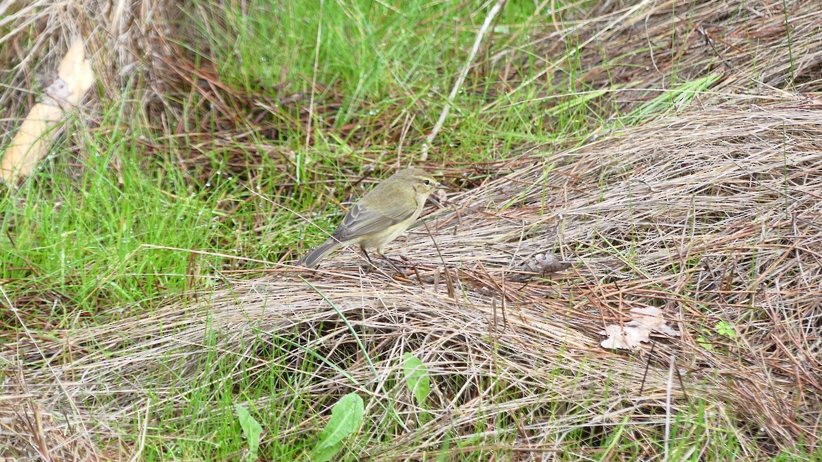 Common Chiffchaff - ML646841619