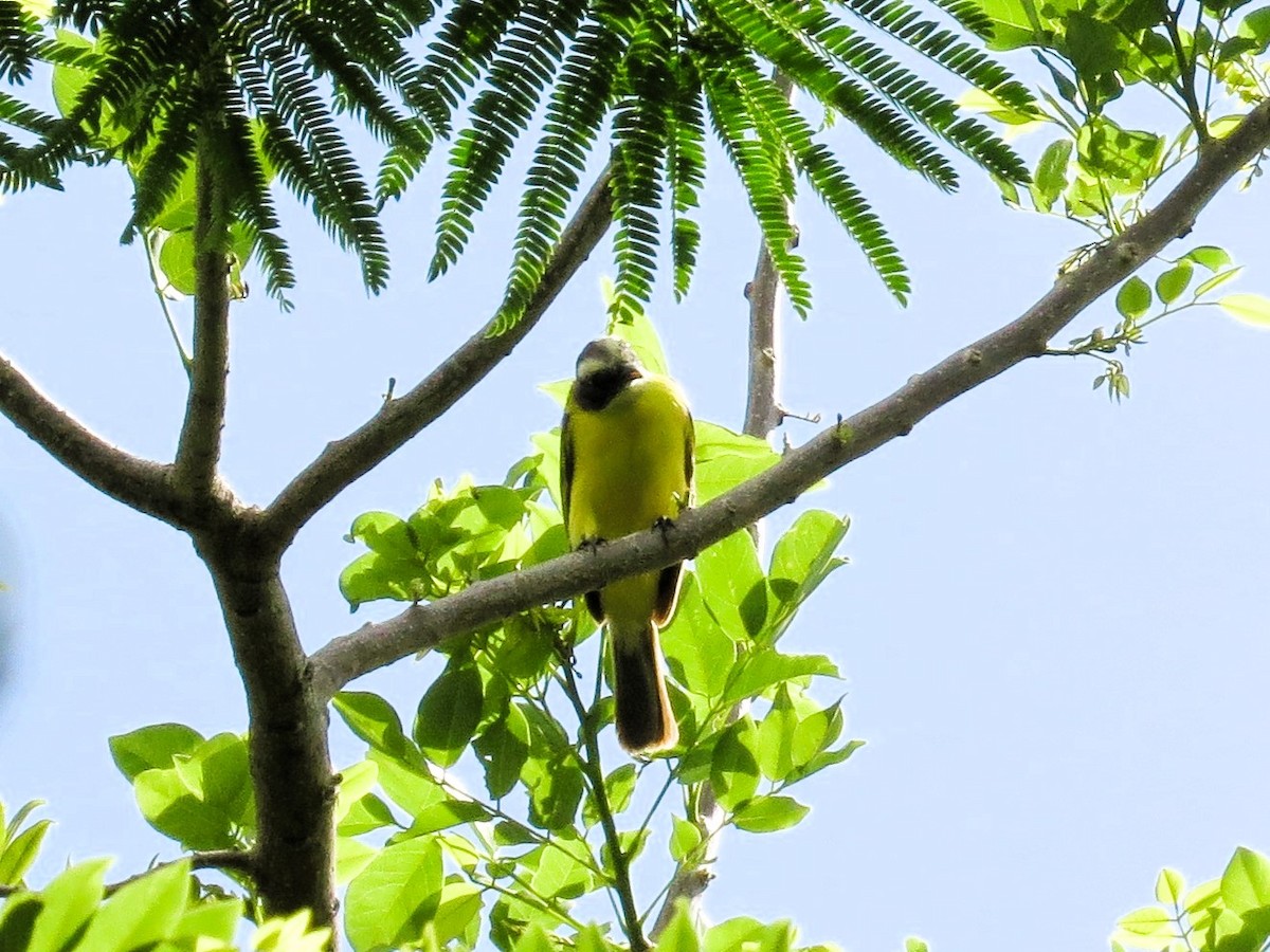 Great Kiskadee - ML646841620