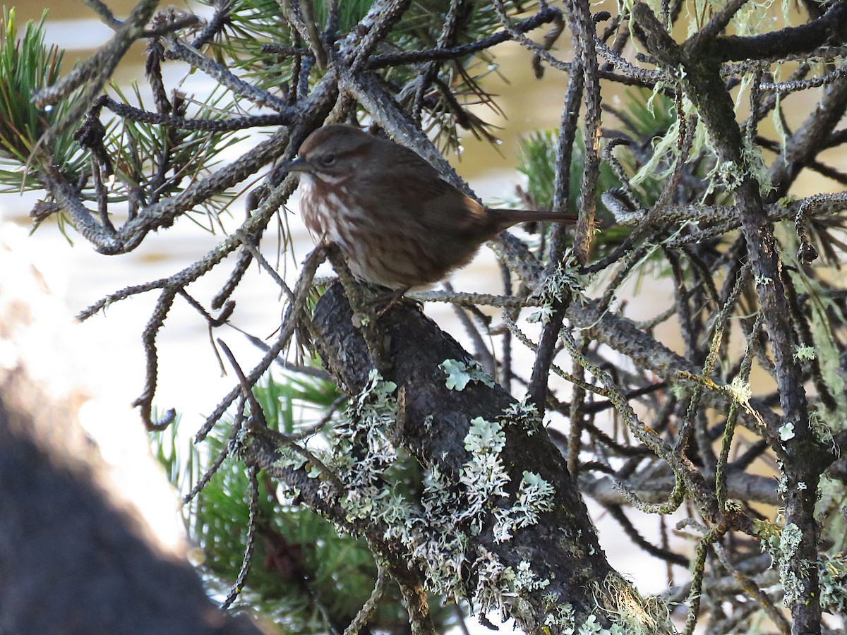 Ötücü Serçe - ML646841622