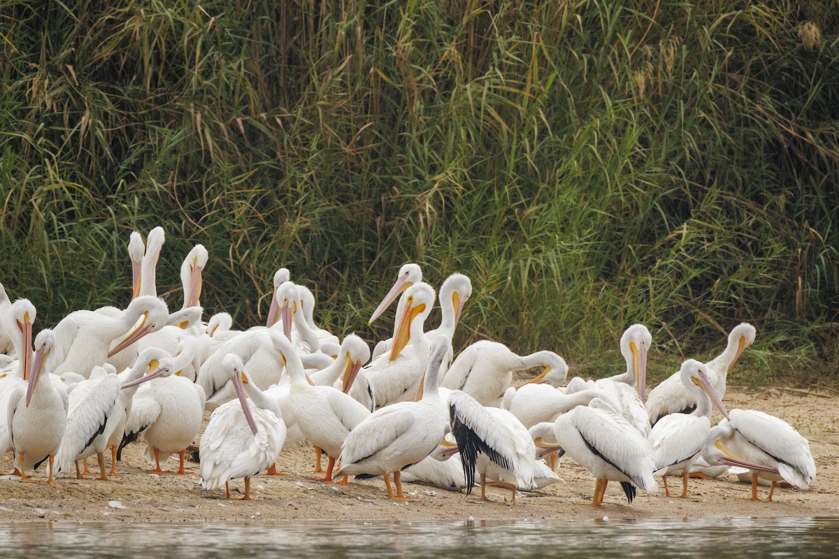 American White Pelican - ML646841624