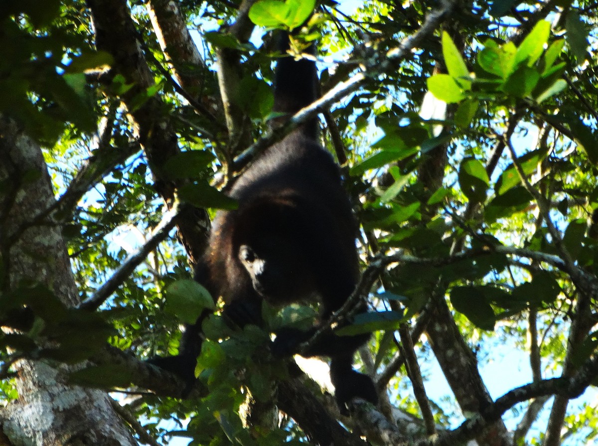 Monos aulladores o saraguatos - ML646841644