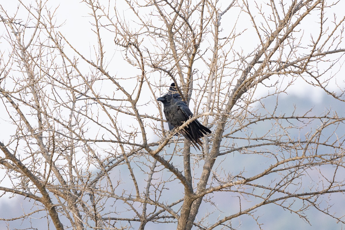 Large-billed Crow - ML646841645