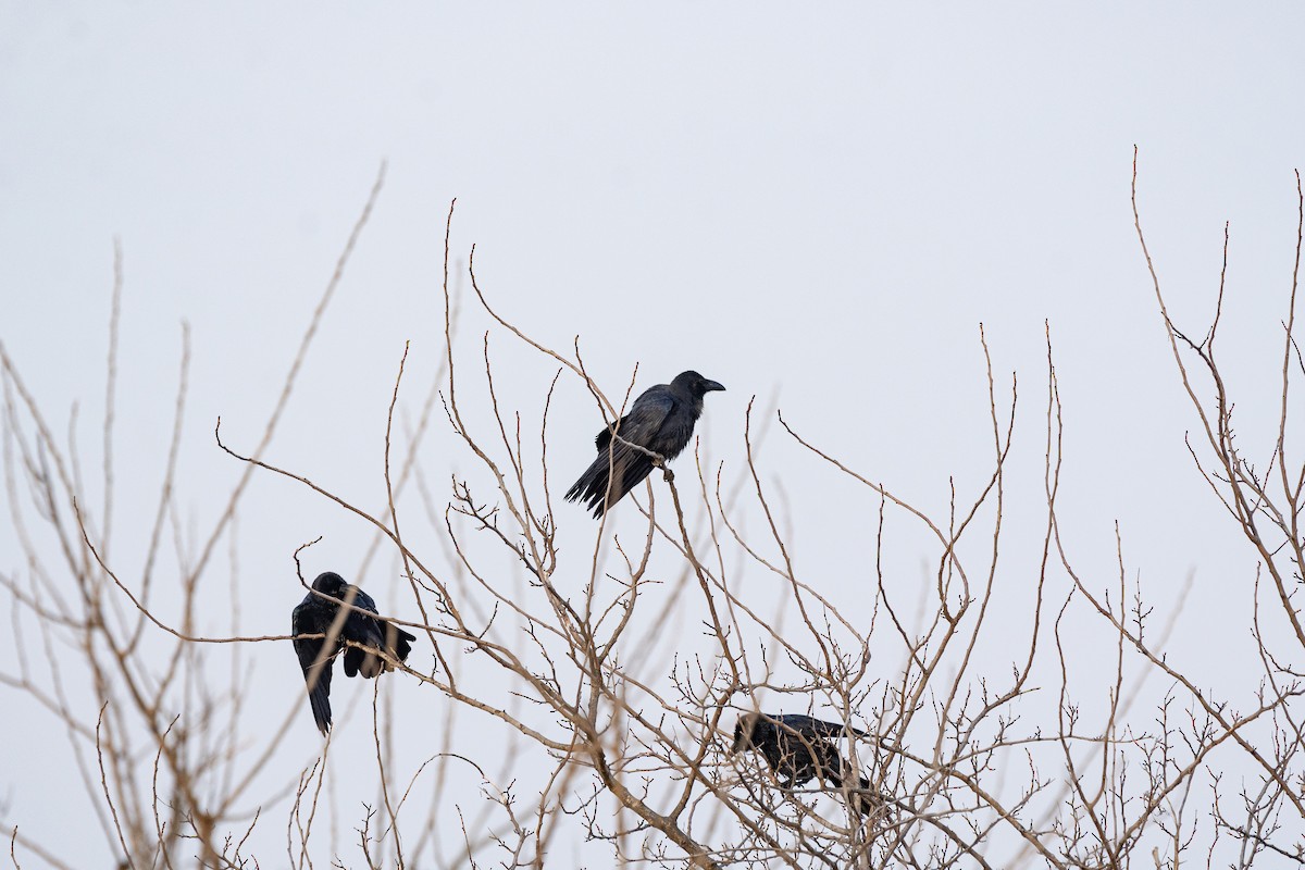 Large-billed Crow - ML646841646