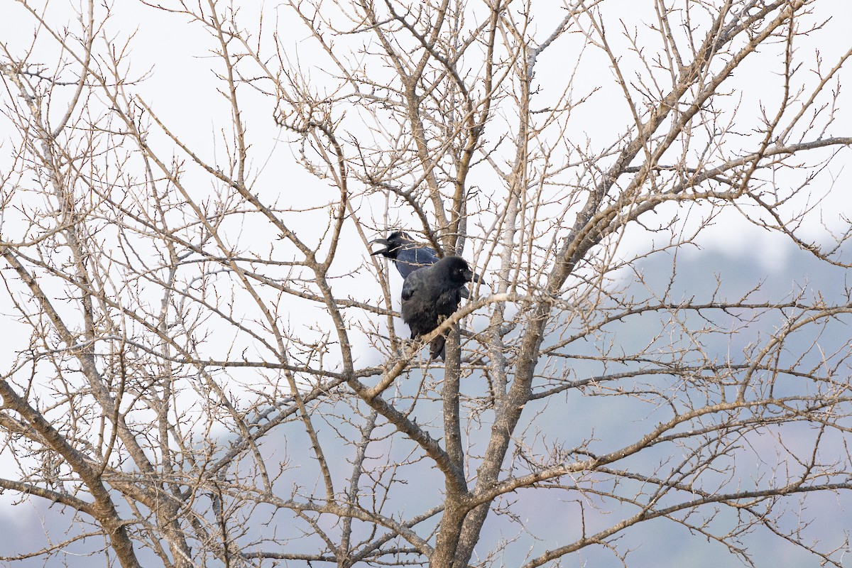 Large-billed Crow - ML646841647
