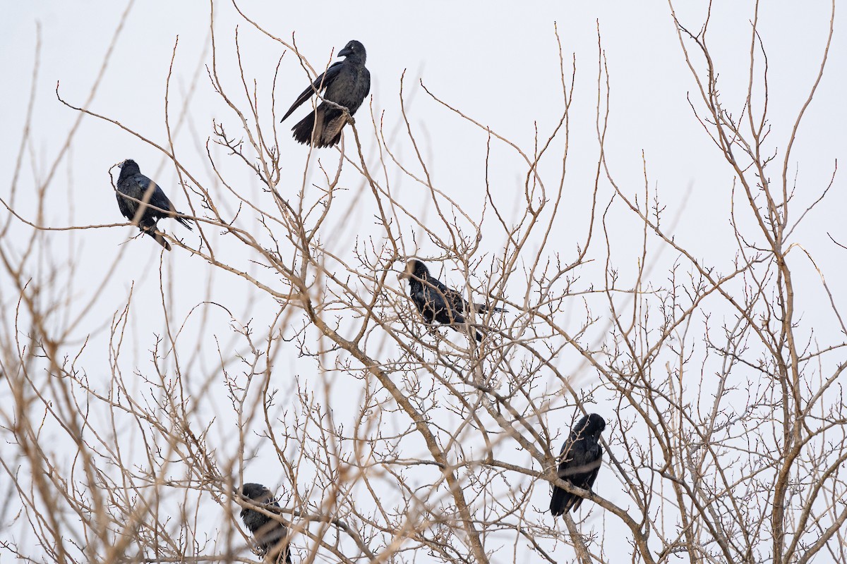 Large-billed Crow - ML646841648
