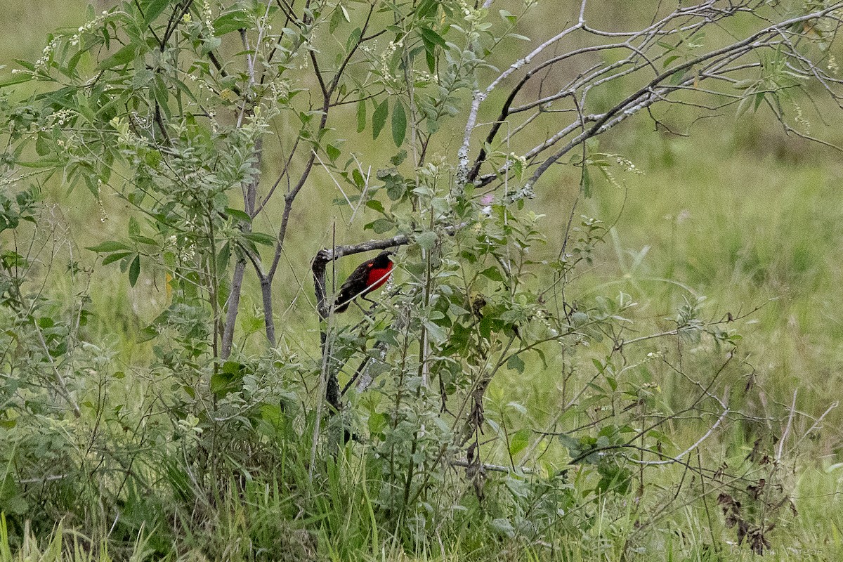 Red-breasted Meadowlark - ML646841649