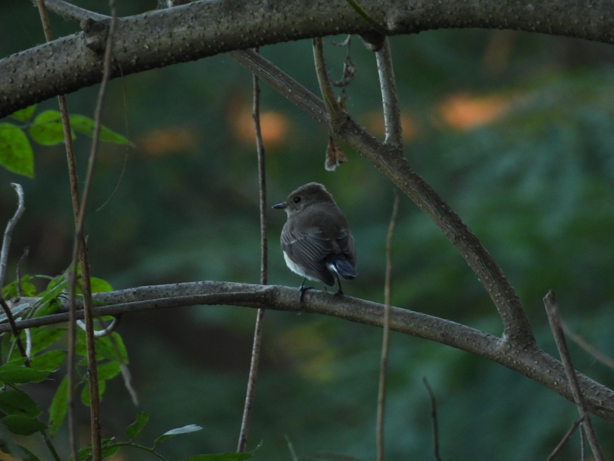 Taiga Flycatcher - ML646841652