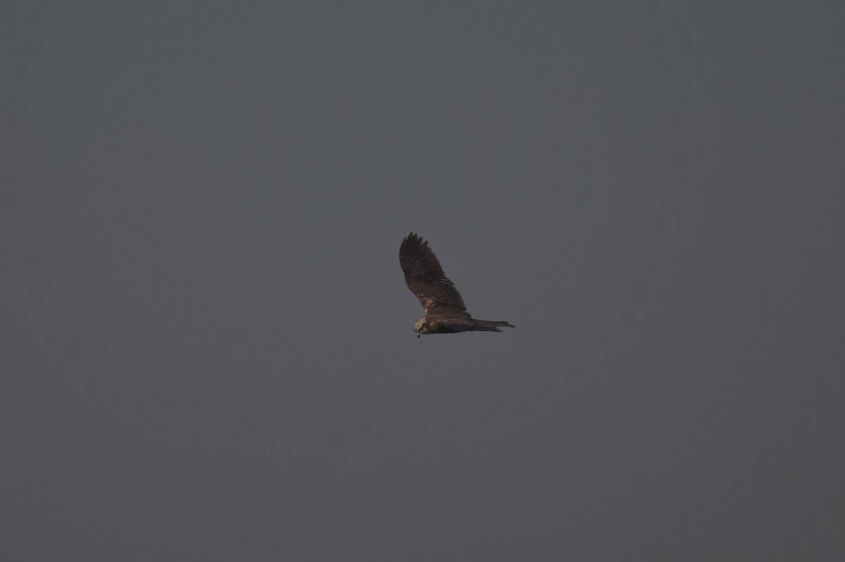 Western Marsh Harrier - ML646841654