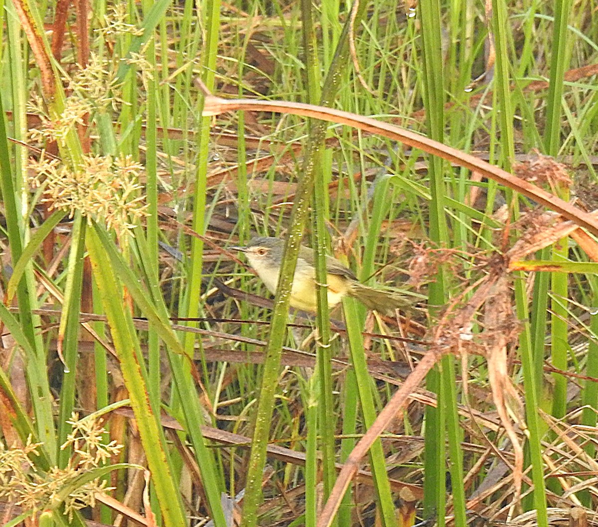 Yellow-bellied Prinia - ML646841655