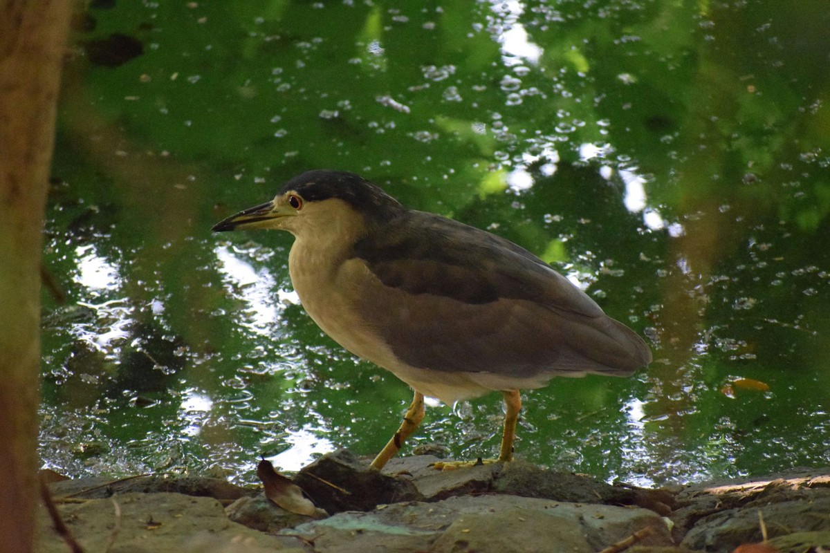 Black-crowned Night Heron - ML646841656