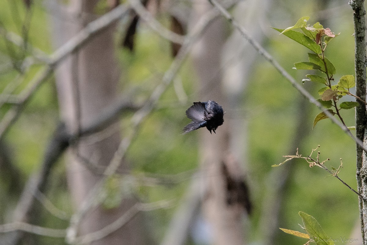 Blue-black Grassquit - ML646841658