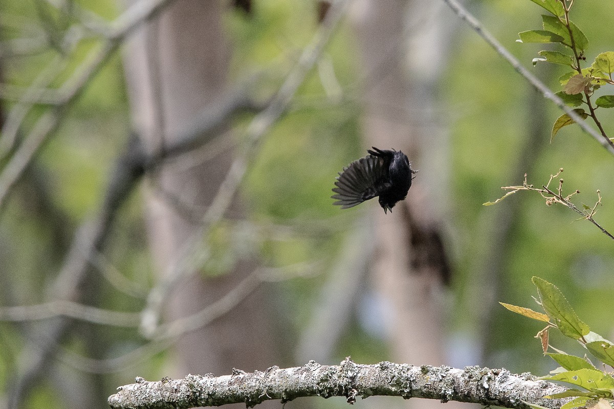 Blue-black Grassquit - ML646841659