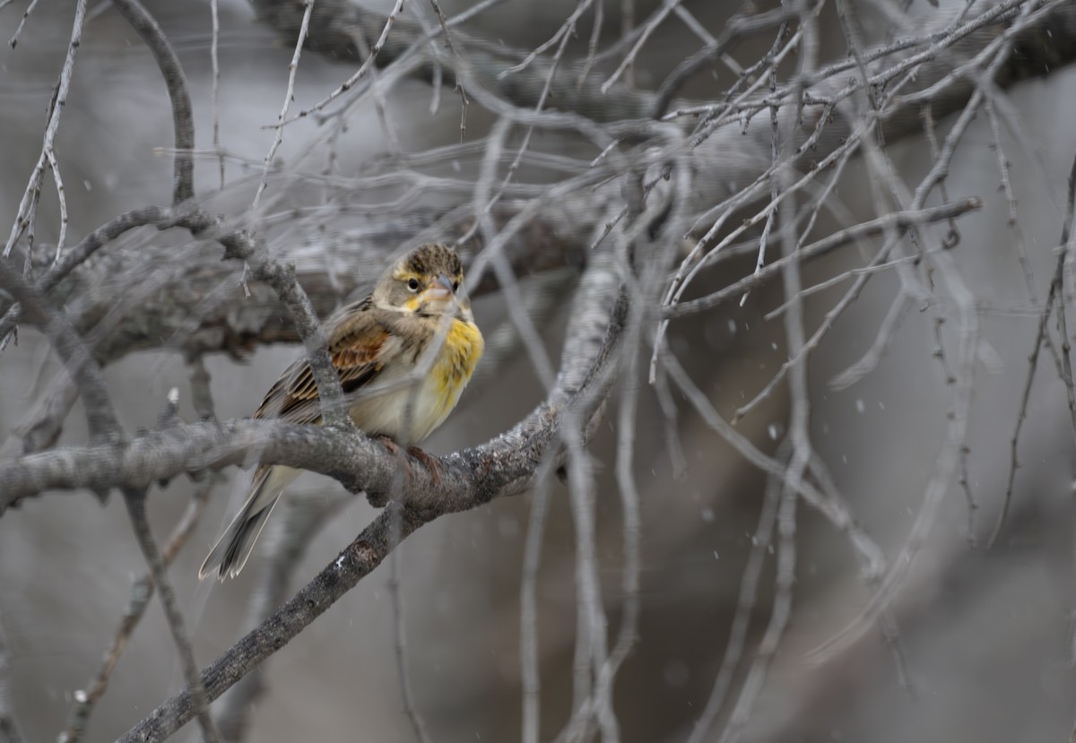 Rotschulterkardinal - ML646841661