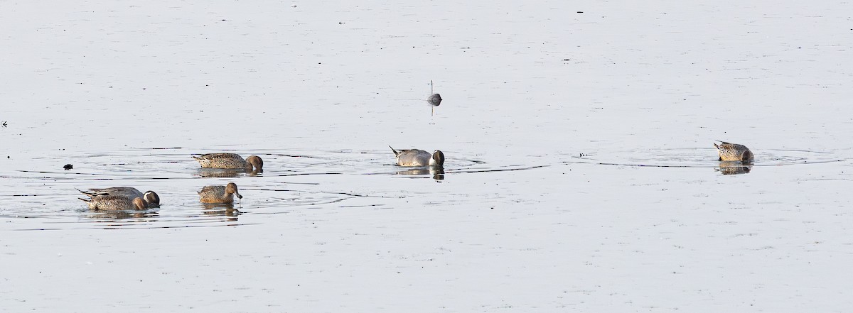 Codone - ML646841662