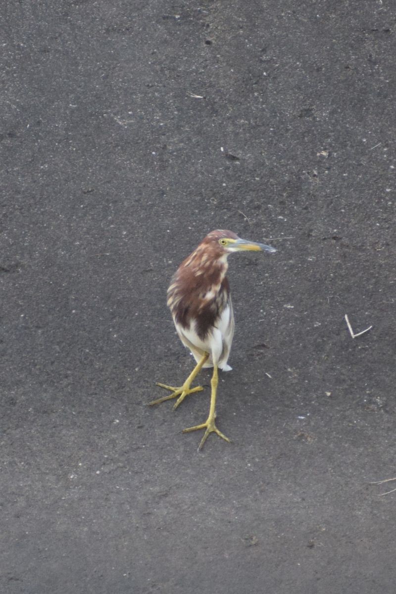 Chinese Pond-Heron - ML646841663